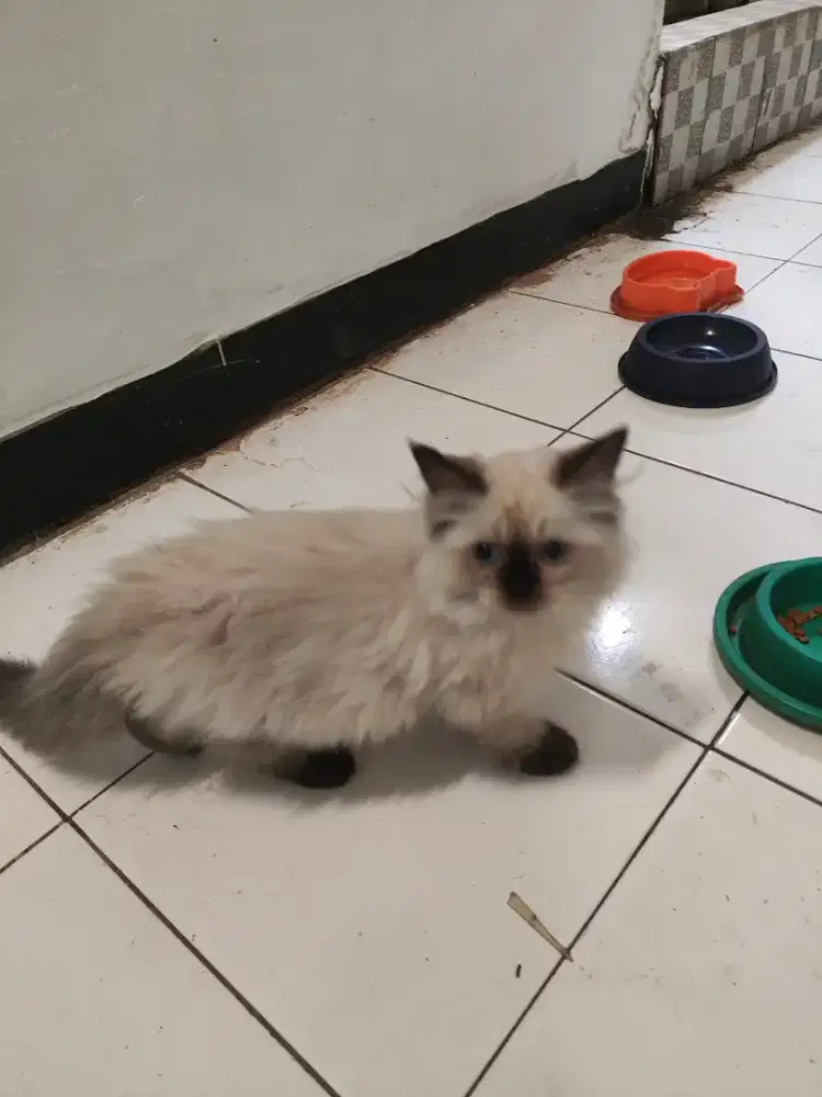 Lepas Adopsi Kucing Kitten Himalaya Red Doll Jantan