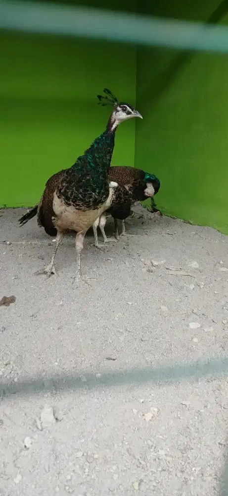 Ayam hias biru dewasa