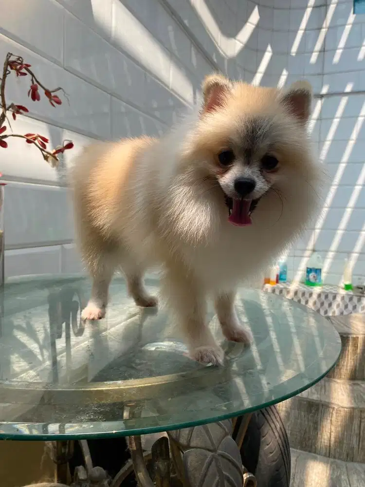 anjing minipom pomeranian calon indukan