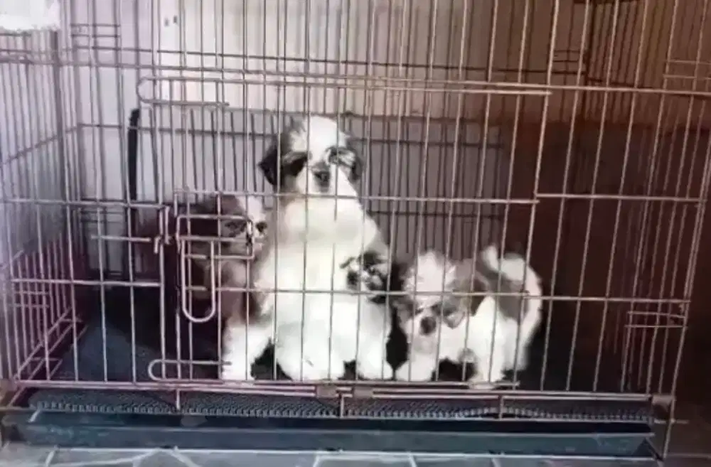 Shihtzu Male Female