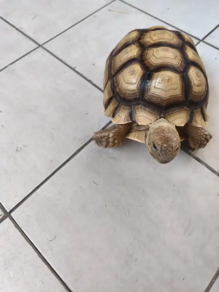 Dijual 2 kura2 Sulcata melanistic 26cm normal scute & 32inch overcute