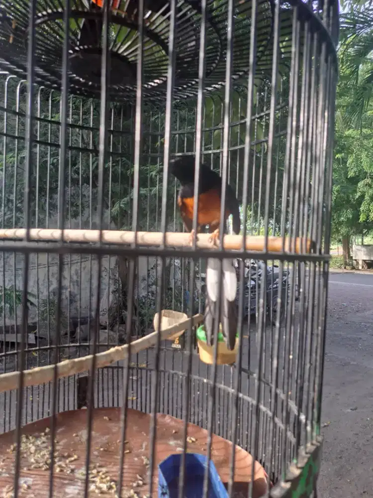 Burung murai batu rawatan.