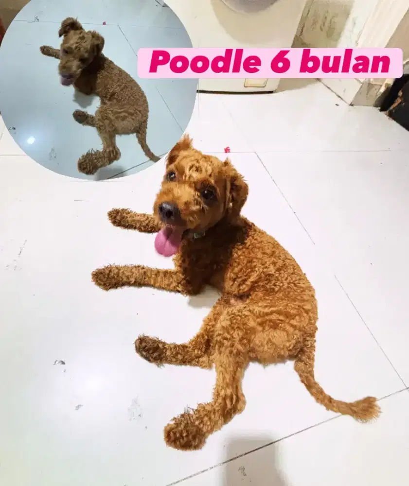 Anjing jenis poodle