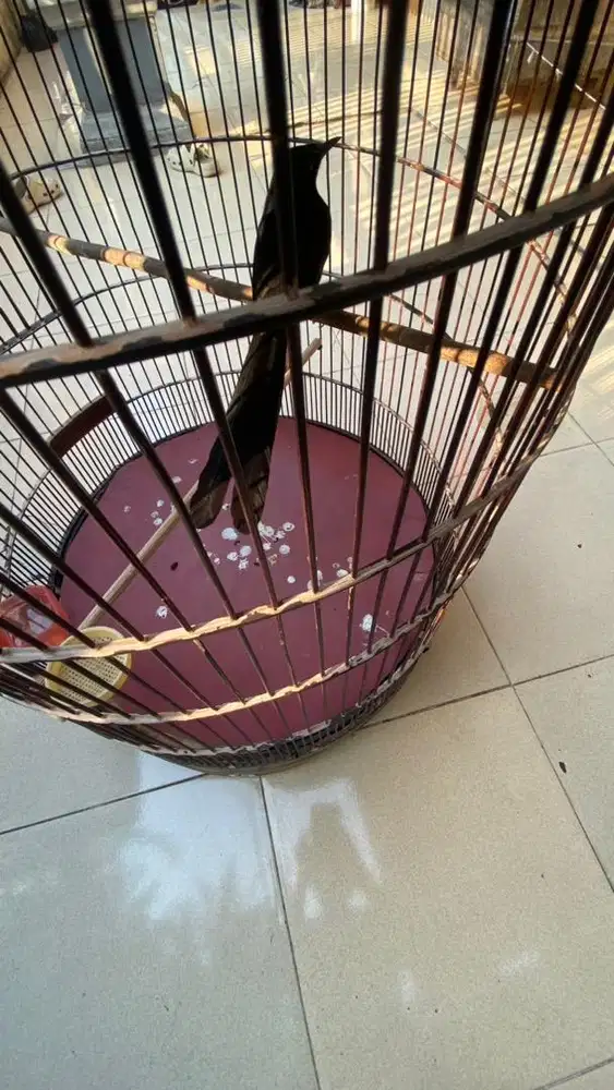 Murai Batu Pastol Masa Depan Cerah