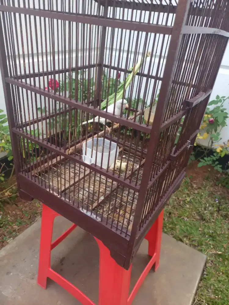 Kenari putih loper