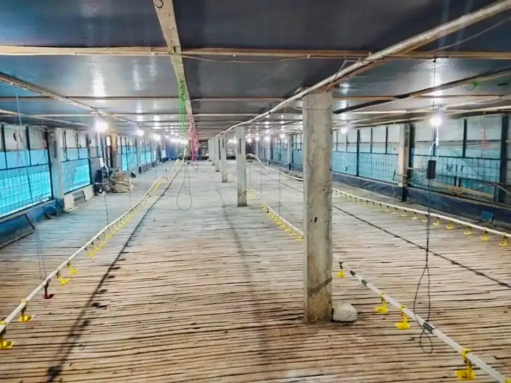DI JUAL CEPAT KANDANG PRODUKTIF, BANGUNAN RUMAH DAN KEBUN LUAS