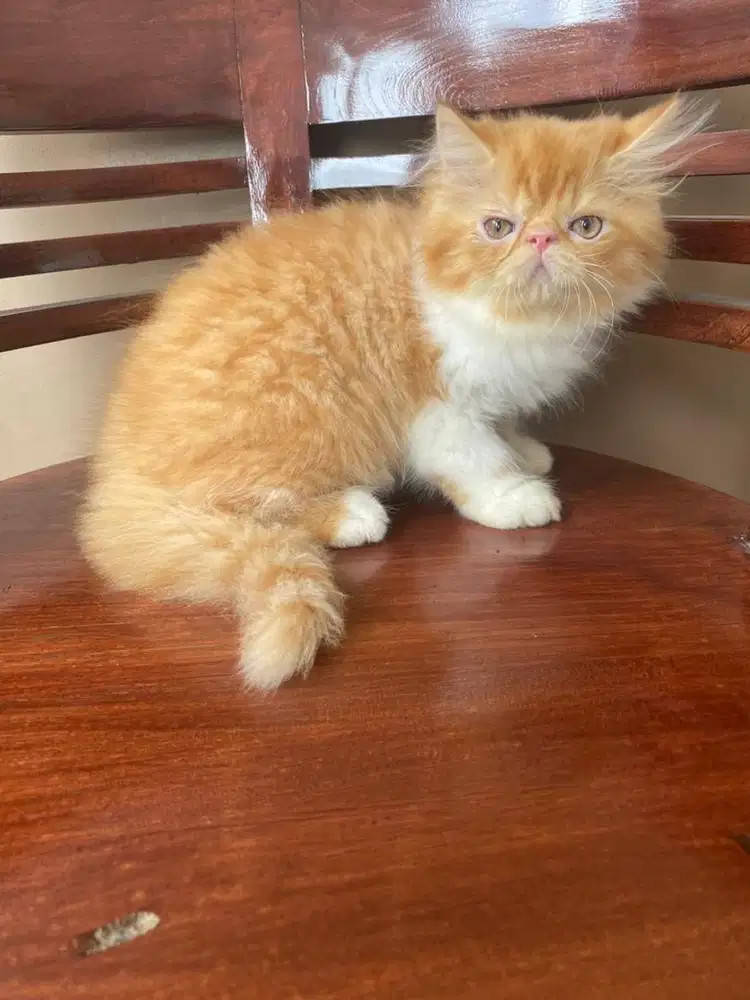 Kucing persia peaknose