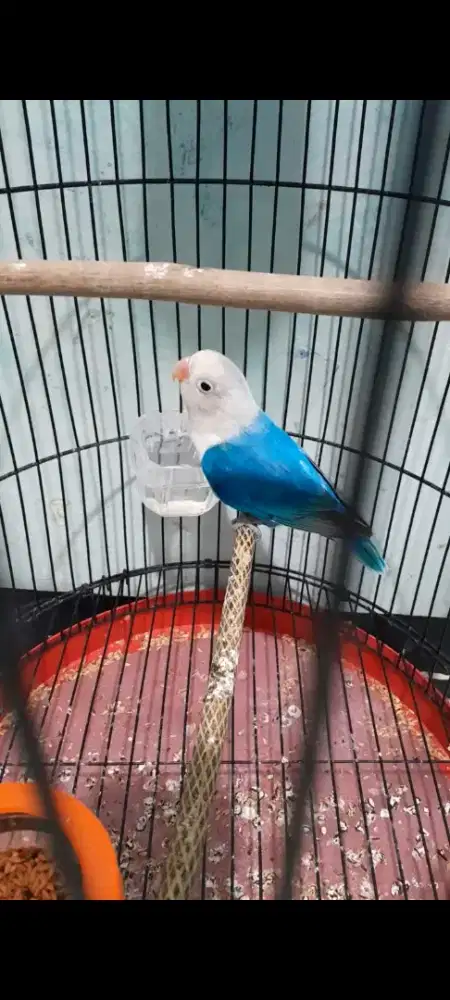 Lovebird Biolaa