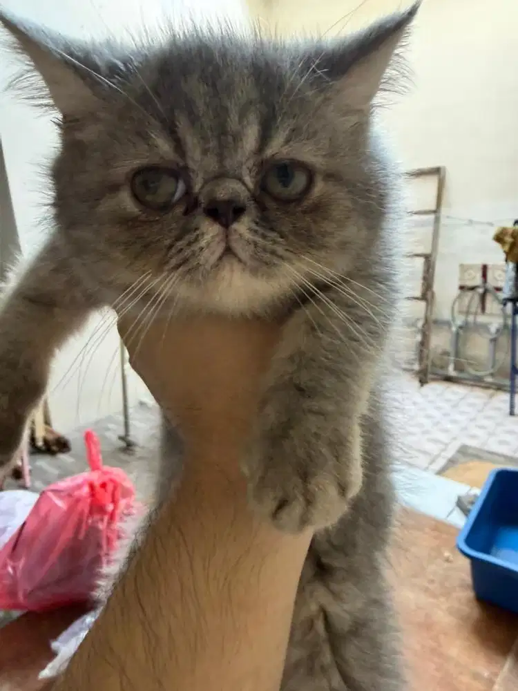 Jual Kucing Exo Shorthair Jantan Abu