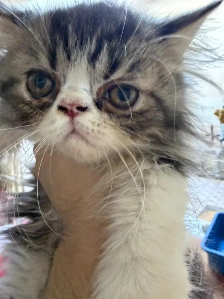 Jual Kucing Persia Flatnose Longhair Jantan Hitam Putih