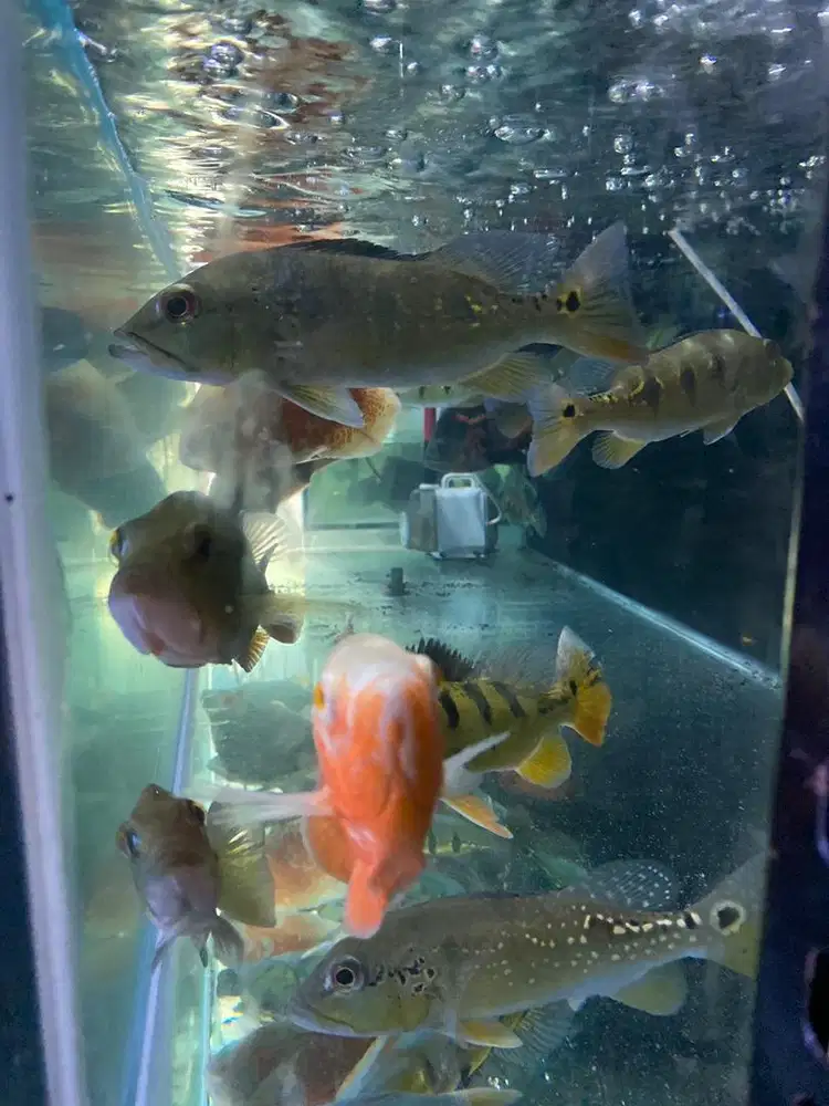 Lowongan kerja Penjaga toko ikan dan aqurium