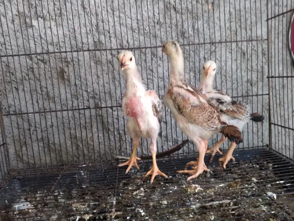 Ayam Shamo Eropa borongan