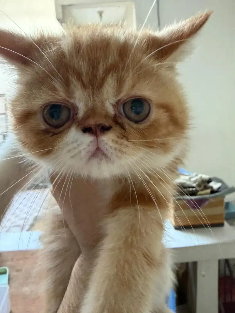 Jual Kucing Exo Shorthair Jantan