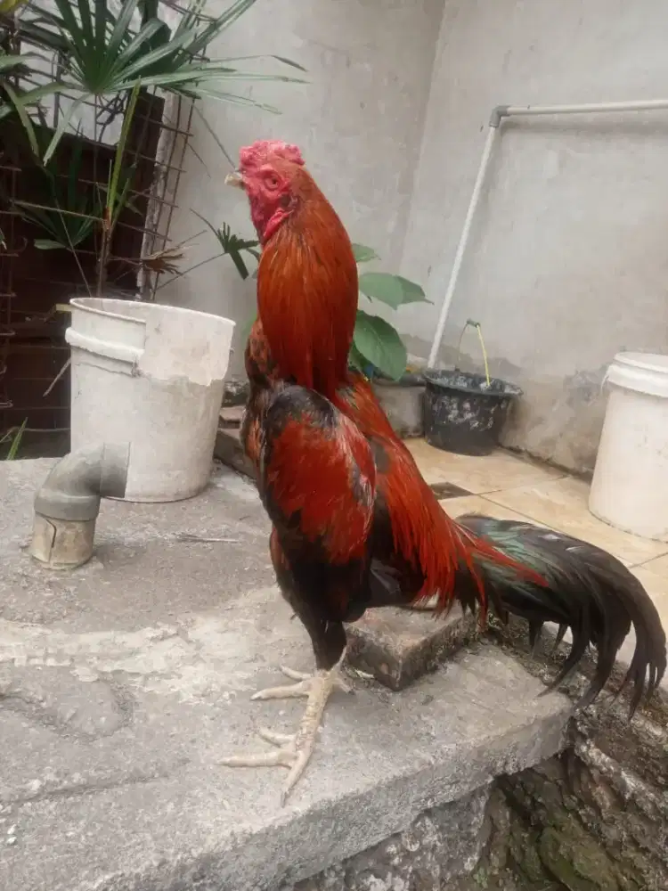 Ayam Jajangkar 7 Blm Full Sembang Msh Gress