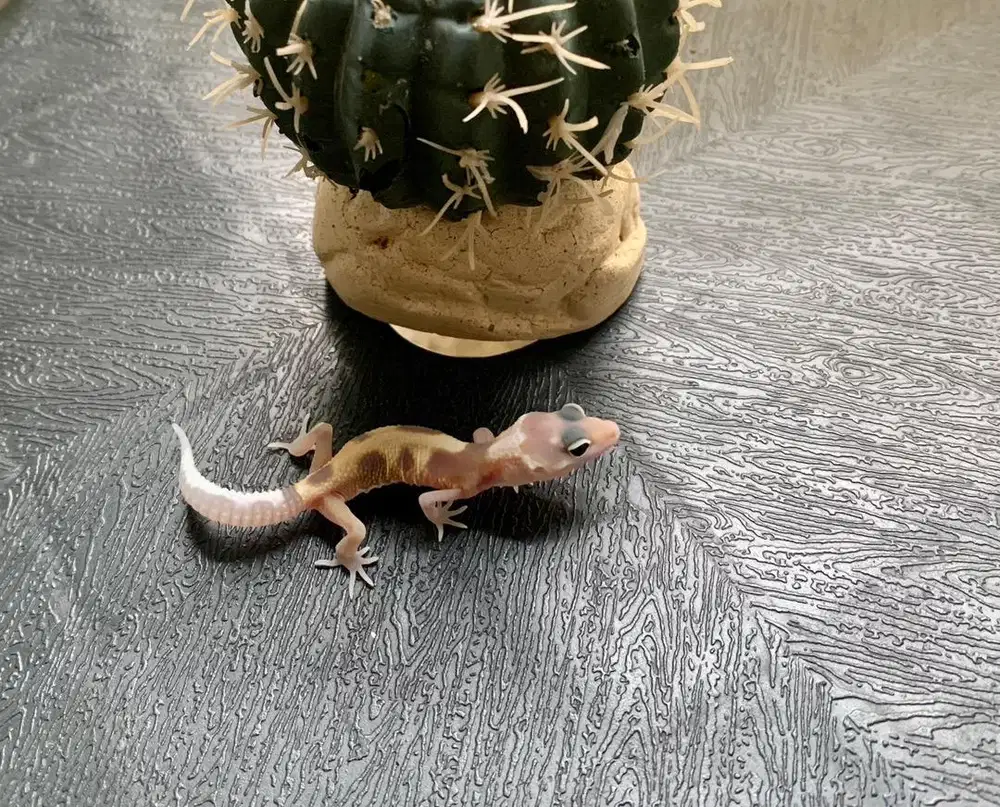 LEOPARD GECKO / LUCU DAN MENGGEMASKAN