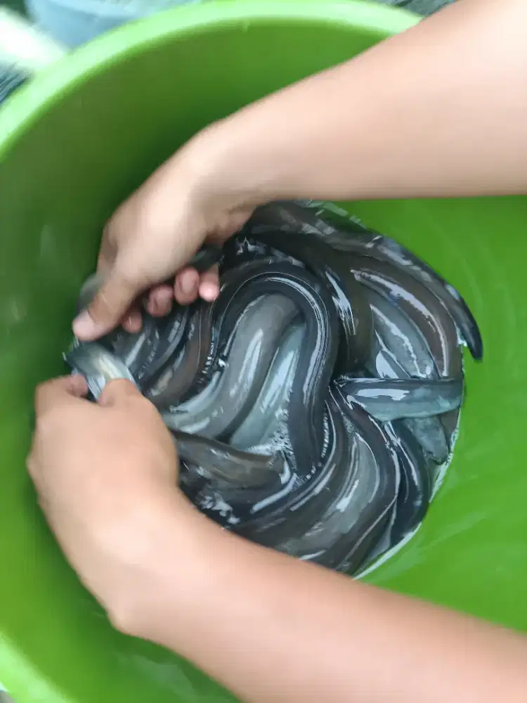 Ikan sidat atau unagi