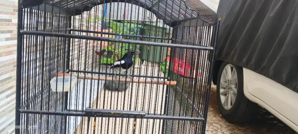 Burung Kacer sama kandang krodong