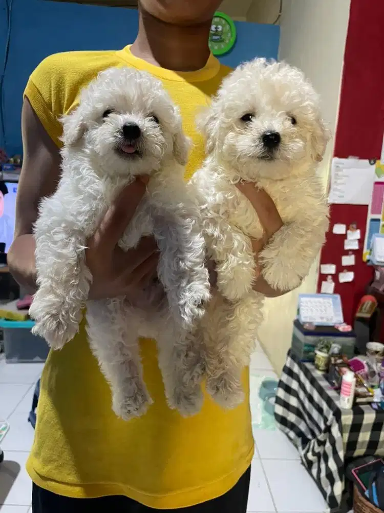 Siap adopsi anjing poodle jantan