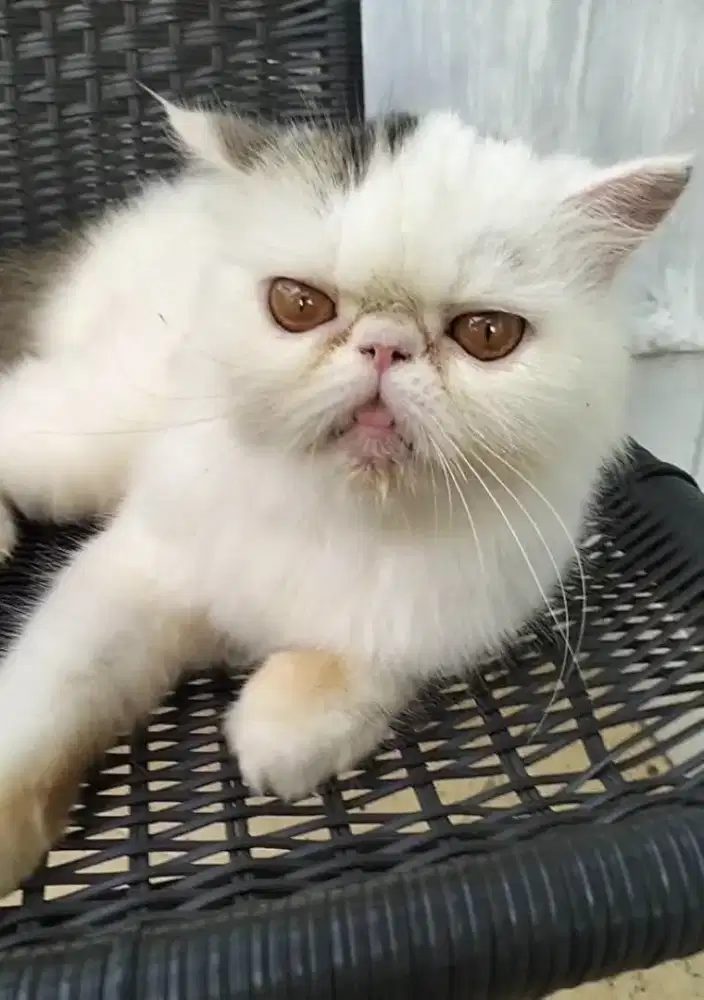 Persia peaknose hamil