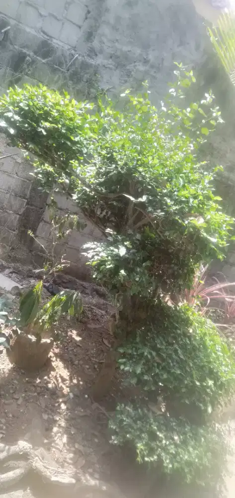 Pohon bonsai serut