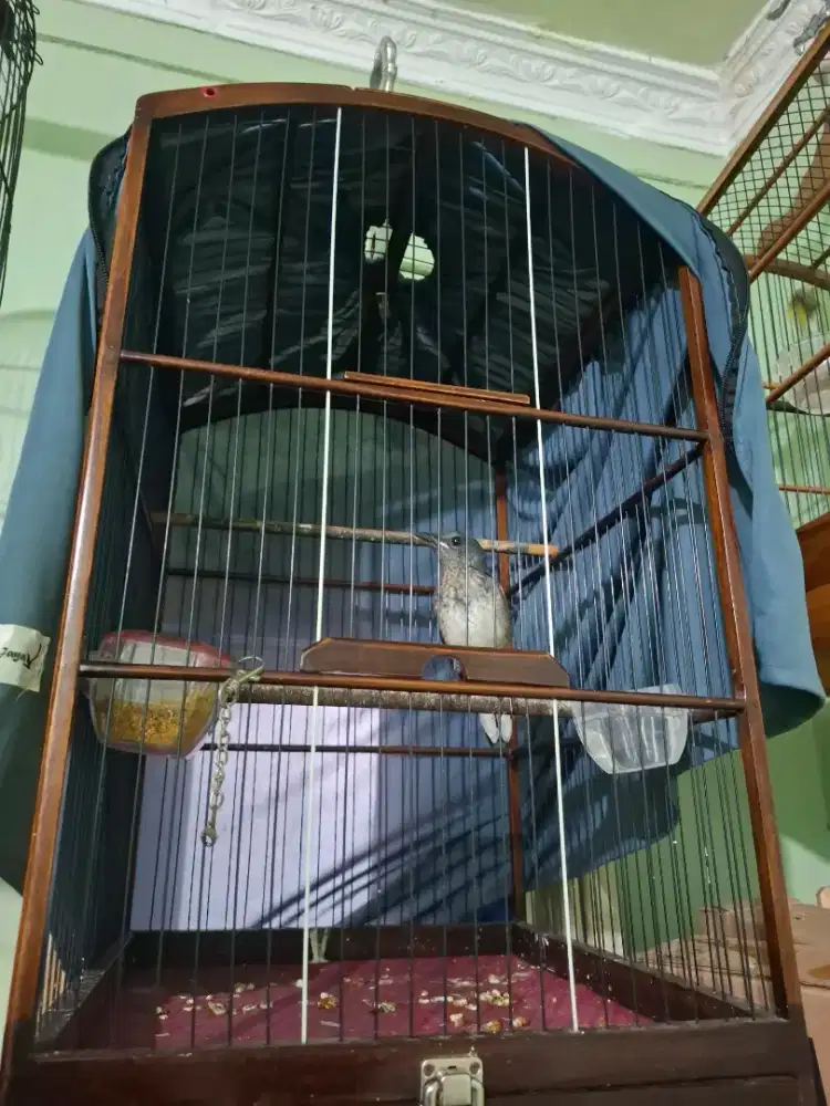 Burung kacer trotol