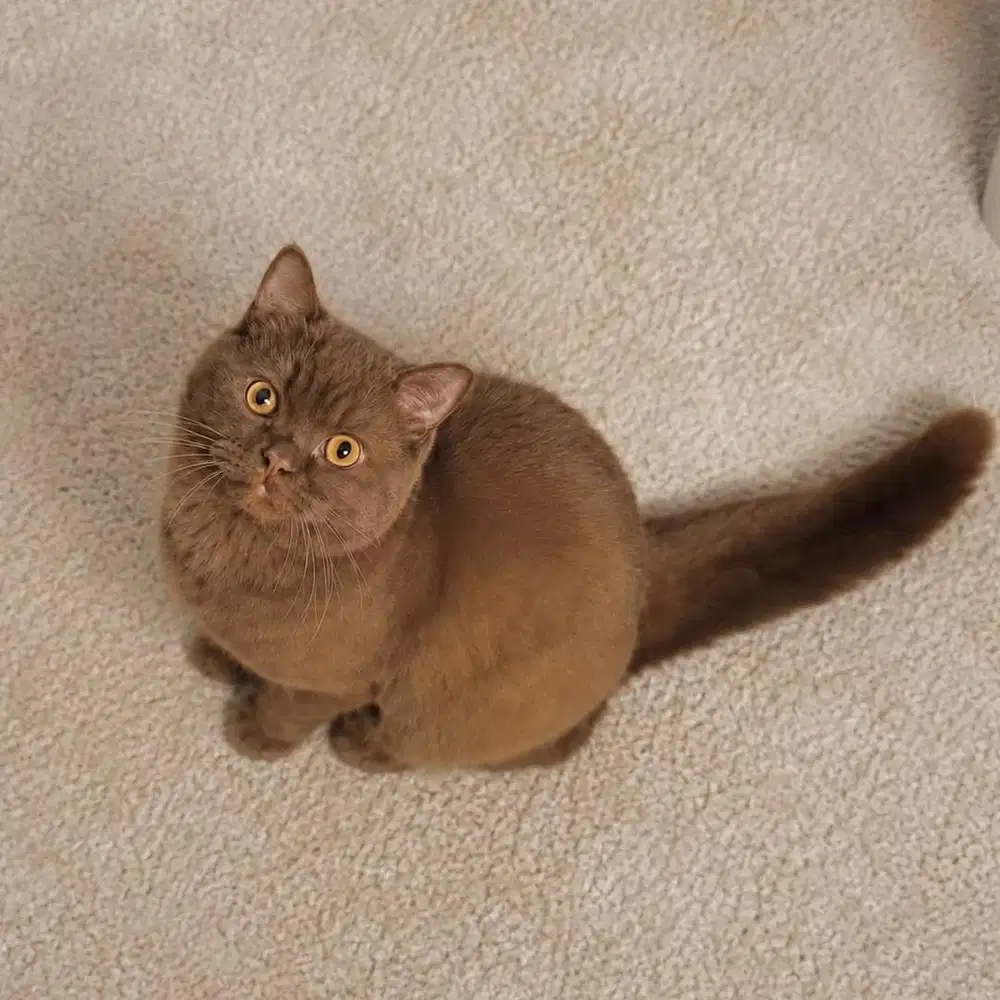 British shorthair warna coklat line ped