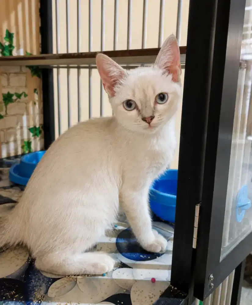 Kitten himalaya betina 3.5 bulan