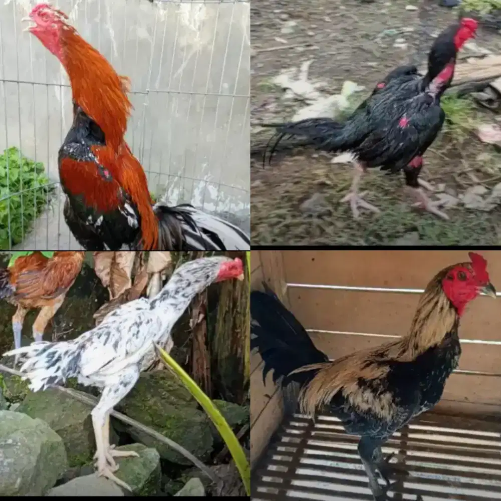 Ayam Bangkok 4 ekor