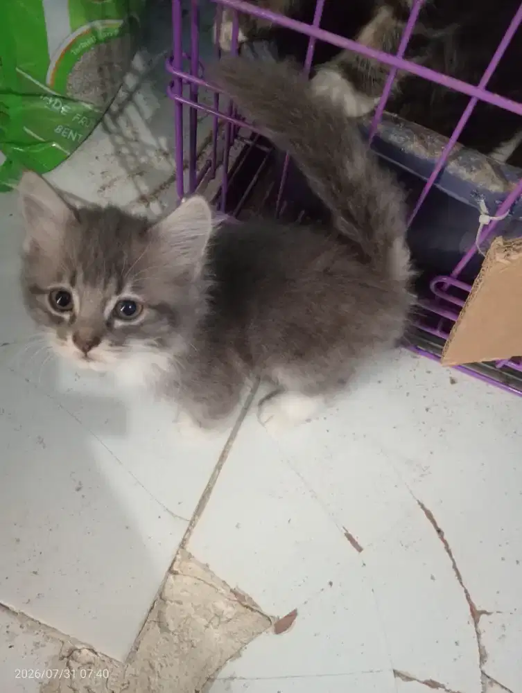 Silangan Persia Munchkin X Persia Bigbone