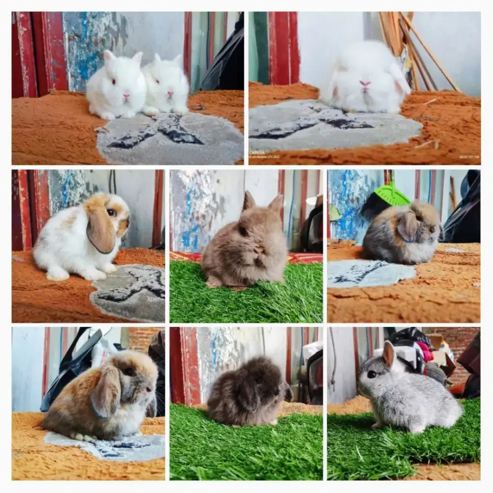 Peternakan kelinci
