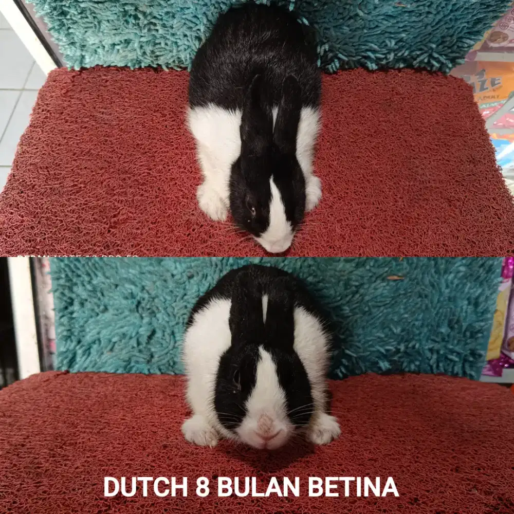 Indukan Dutch siap produksi ada 2 betina 1 jantan