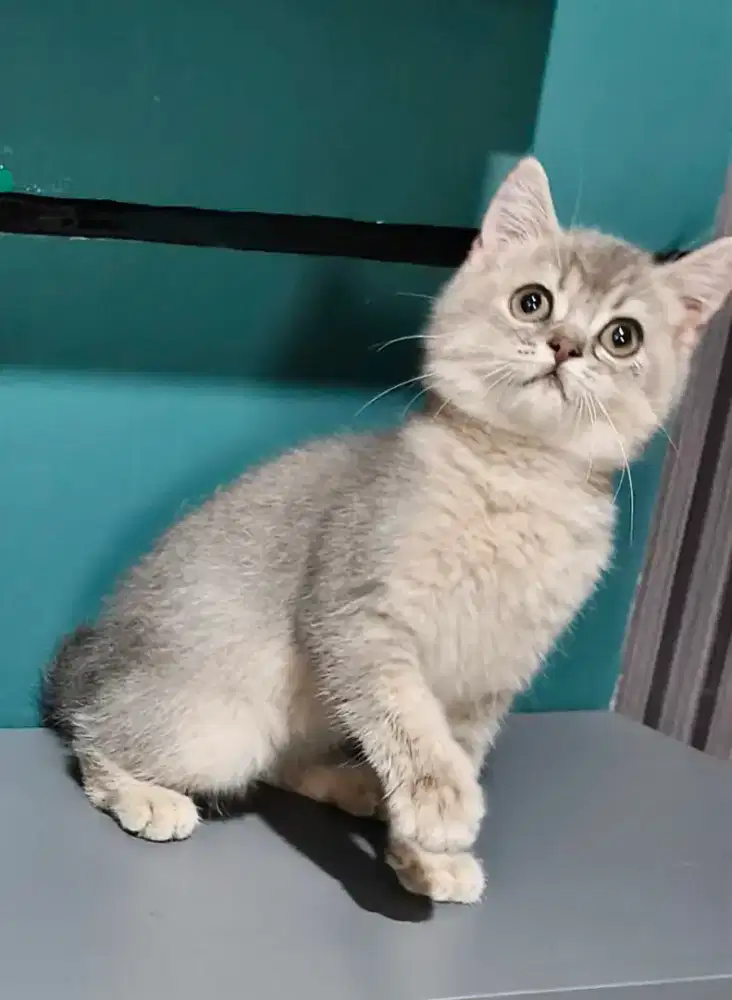 British Short Hair Golden Blue Kitten