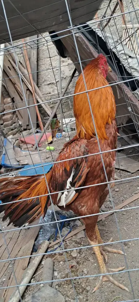 Ayam bangkok ayam adu ayam laga