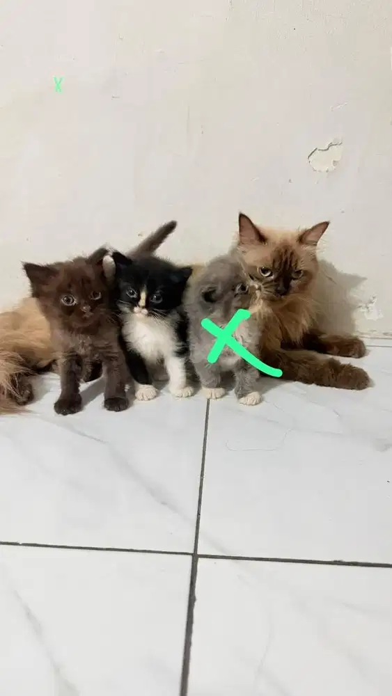 Kitten himalaya mix persia