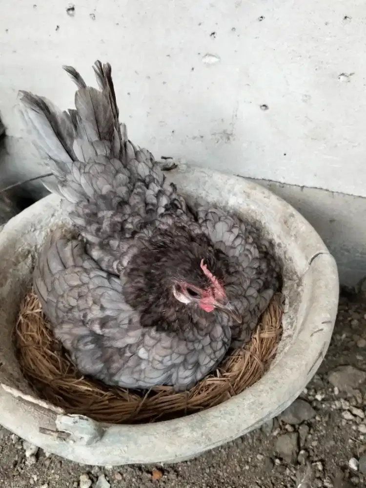 Telor Serama asli,fertil
