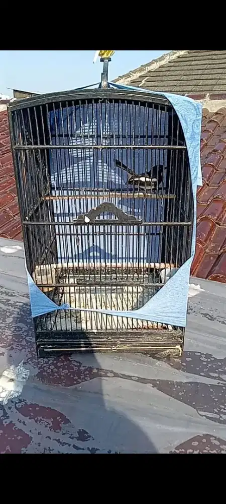 Burung kacer fullset