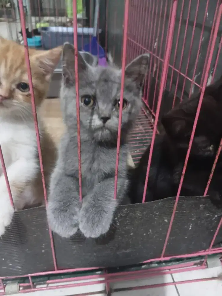 Bsh abu2, lucu dan gemoy. Jantan dan.beti juga ada