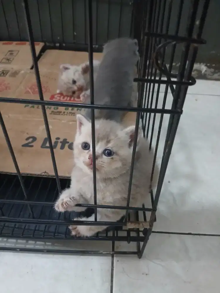 Bsh golden betina