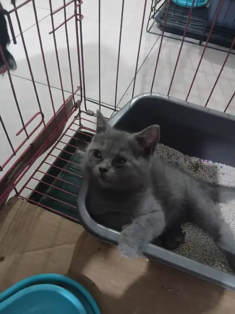Bsh blue.dan.abu2.