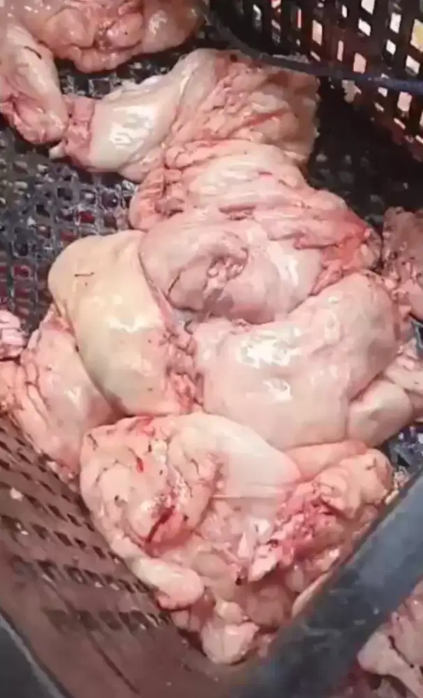 Tetelan kambing fresh ada 40 kilo
