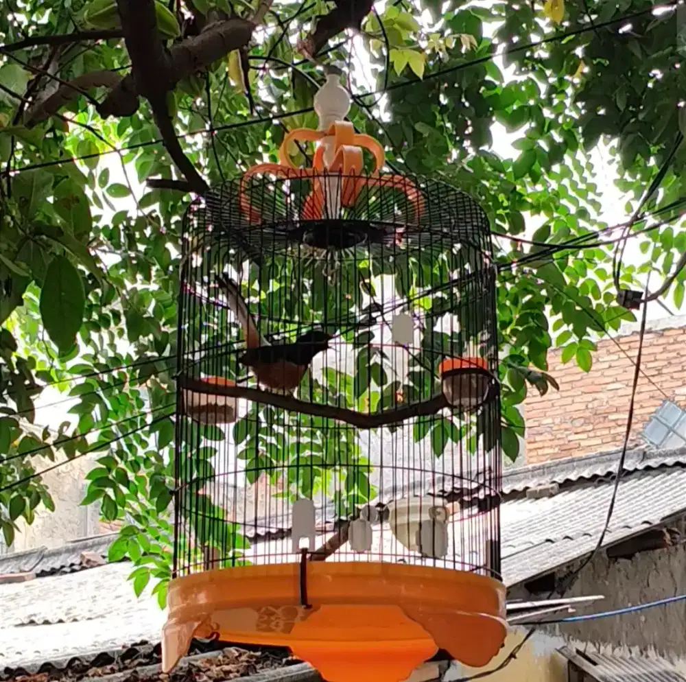 Jual cepat Murai hutan borneo, barang kali ada yg minat