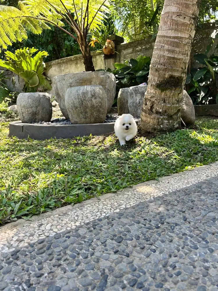 Minipom jantan cakep