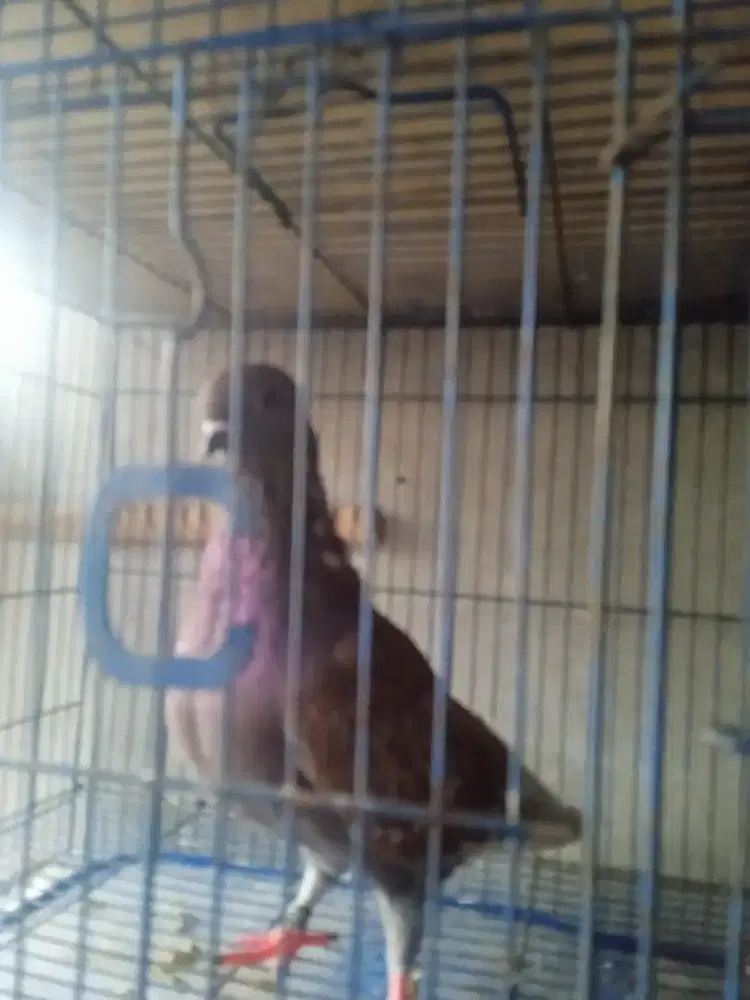 Culik jantan lar kurang 2