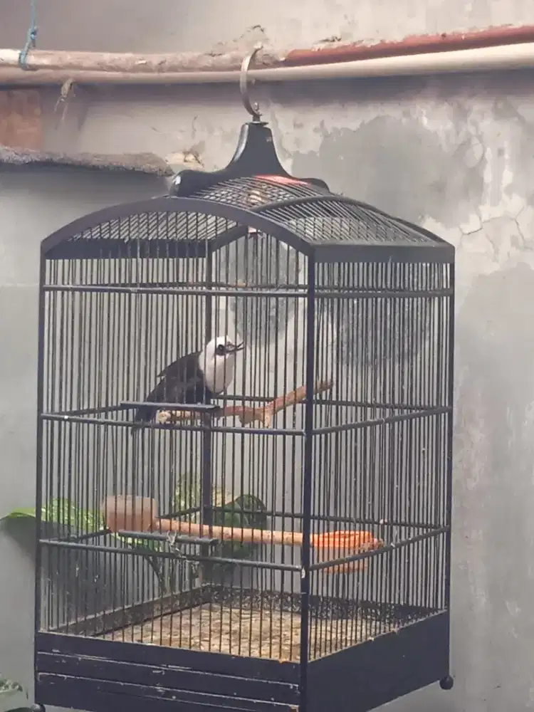 Poksay kepala putih gacoran