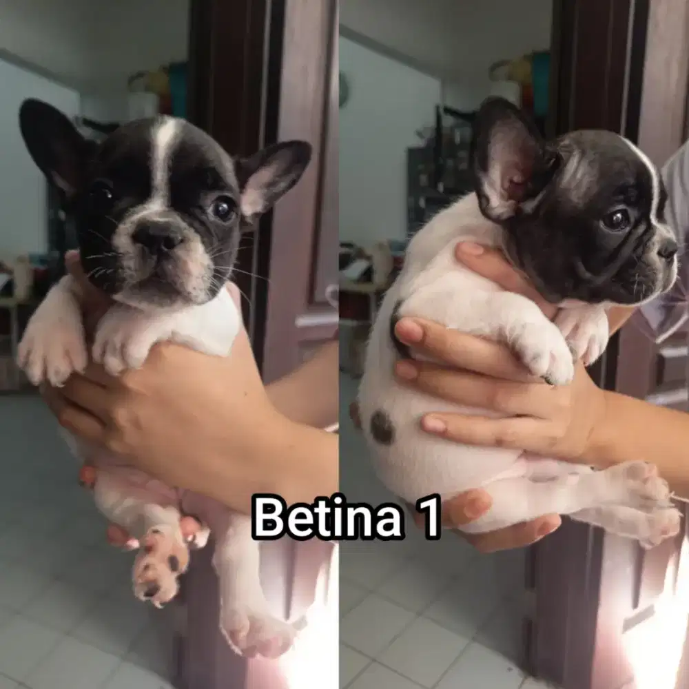 Anjing french puppy