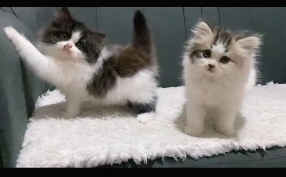 Kucing persia flatnose