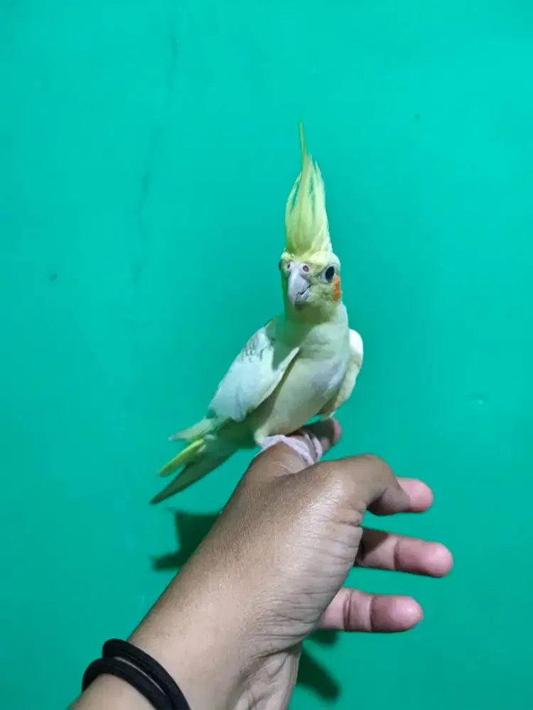 BURUNG FALK / COCKATIEL / PARKIR AUSTRALIA JINAK