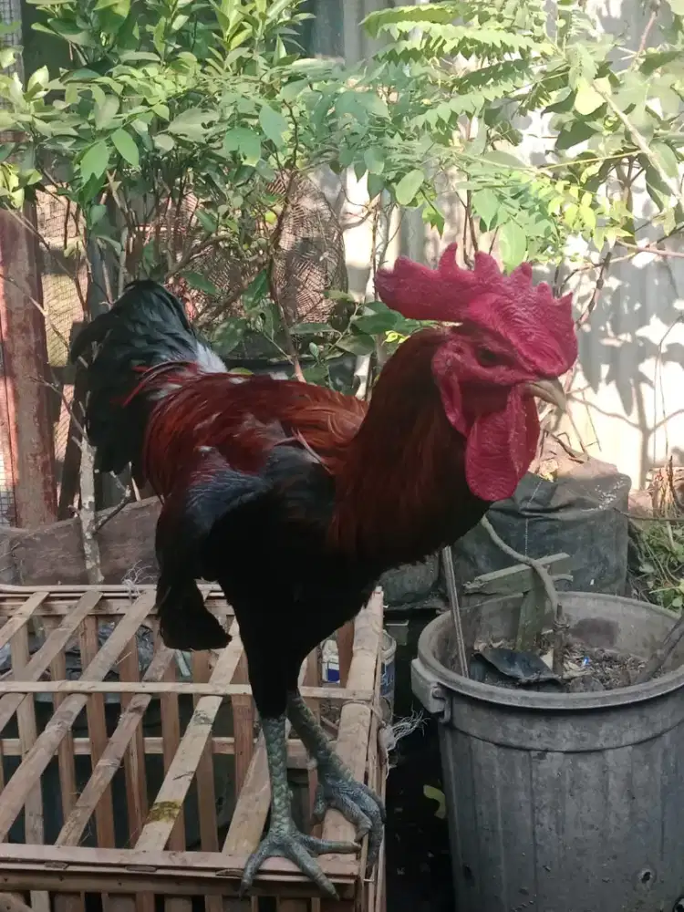 Ayam pelung tinggi besar