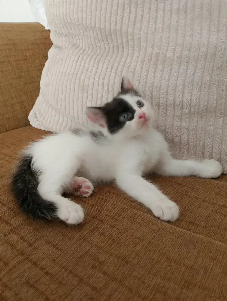 Open adopsi kitten persia mediaum