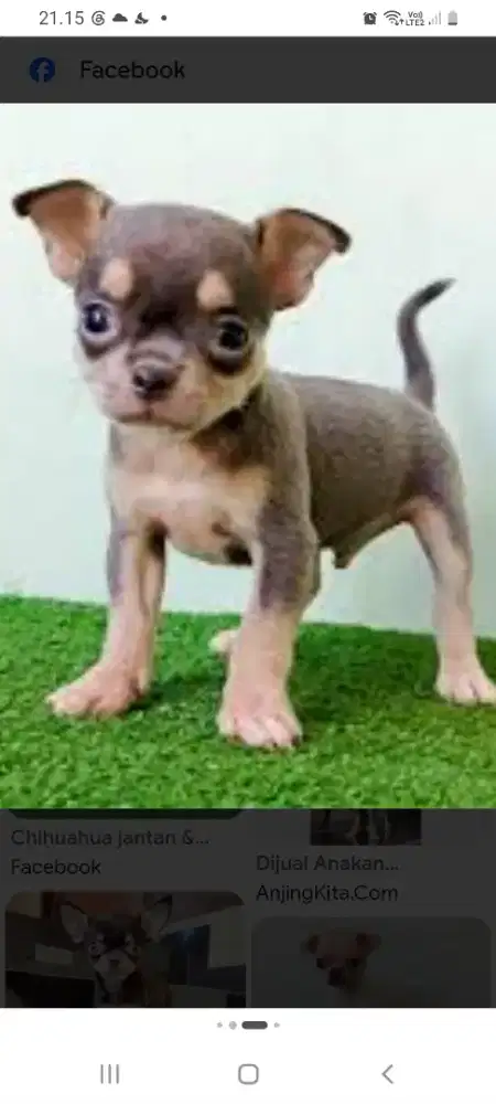 Di cari chihuahua